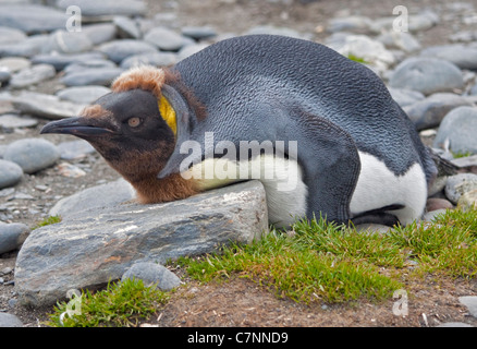 Königspinguin (Aptenodytes Patagonicus) während der Mauser, Salisbury Plain, Süd-Georgien Stockfoto