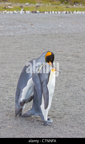 Zwei Königspinguine (Aptenodytes Patagonicus) umwerben, St. Andrews Bay, Süd-Georgien Stockfoto