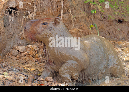 Wilde Capybara im Madidi Mosaik (Pampa Del Rio Yacuma) Stockfoto