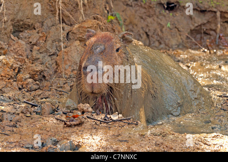 Wilde Capybara im Madidi Mosaik (Pampa Del Rio Yacuma) Stockfoto