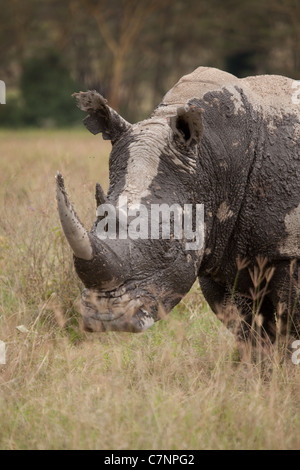 White Rhino Bull bedeckt im weißen und schwarzen Schlamm, Lake-Nakuru-Nationalpark, Kenia, Afrika Stockfoto