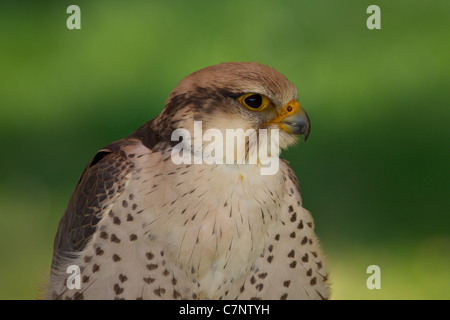 Falco Biarmicus GREIFVOGEL Lanner Lanner Falcon Lannerfalke Auge Birds Of Prey Falke Greife Porträt Raptor Schnabel Stockfoto