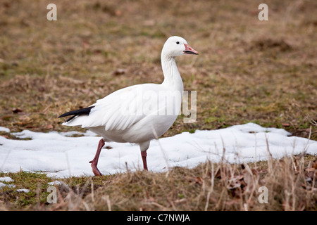 Schneegans Stockfoto