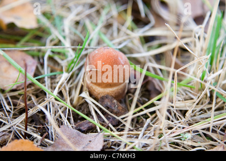 Kleine orangefarbene Kappe Steinpilzen in der Wiese Stockfoto