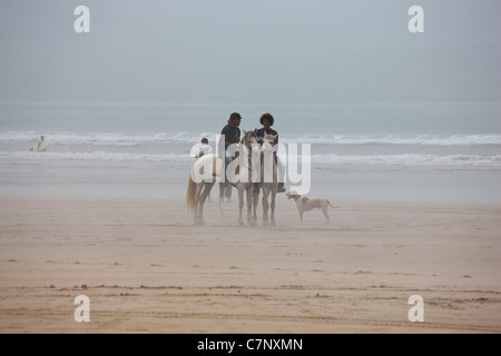 Zwei Pferde am Strand in Essaouira, Marokko Stockfoto