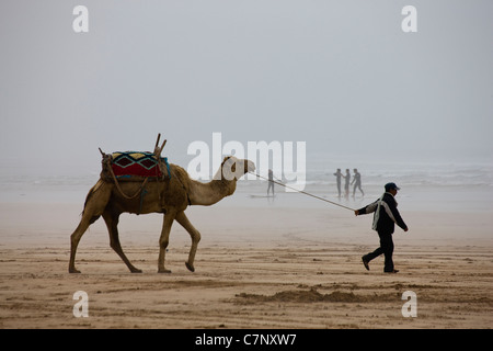 Kamel am Strand von Essaouira Stockfoto