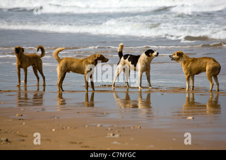 Halb verwilderte Ziegenhirte Hunde am Strand von Sidi M'Barek und Sidi Kaouki in Marokko Stockfoto