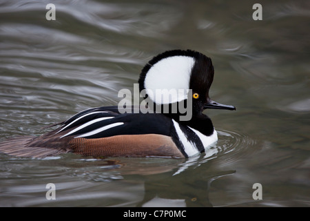 Mit Kapuze Prototyp Kappensäger Lophodytes Cucullatus Säger Entenvögel Anatinae Tier Aves Vogel männlichen Männchen Swim schwimmen Krawatte Stockfoto