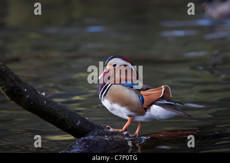 Mandarinente Aix Mandarin schöne Seite bunte Ente Ente Drake Galericulata Gefieder Männlein Querformat sehen Stockfoto