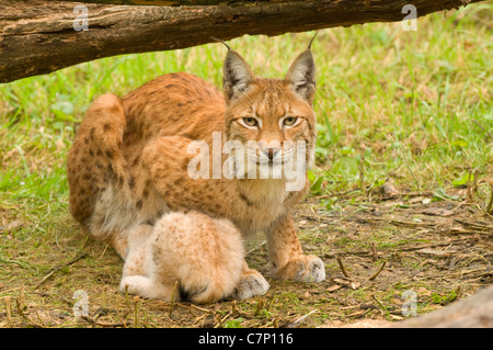 Eurasischer Luchs (Lynx Lynx) - Erwachsene weibliche sitzen im Rasen mit Young - Sommer, Gaiapark Kerkrade, Niederlande, Westeuropa Stockfoto