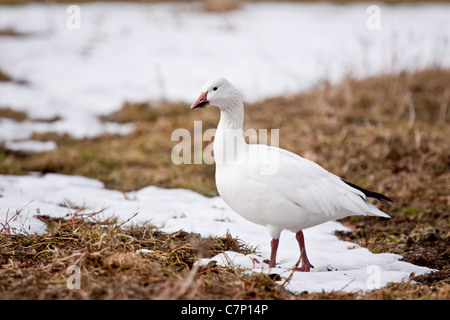 Schneegans Stockfoto