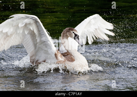 Juvenile Höckerschwan Cygnus Solar 6 Monate alt und Baden mit Flügeln zu schlagen Stockfoto