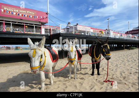 Esel am Strand Great Yarmouth Pier Norfolk England UK. Esel am Meer Stockfoto