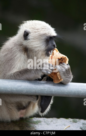 Eine junge Languren Affen essen eine Roti (Fladenbrot) am Straßenrand in Rishikesh Stockfoto