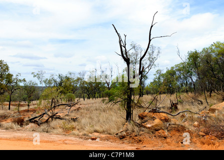 Tod Baum in der Undara Volcanic Nationalpark - Queensland, Australien Stockfoto