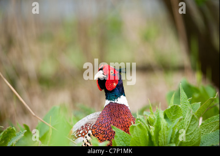 Gemeinsamen Fasan (Phasianus Colchicus) Porträt, UK Stockfoto