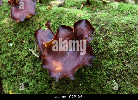 Bucht Polypore, Polyporus Durus, Polyporaceae. Sy Polyporus Badius, Nigroporus Durus.