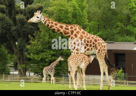 Rothschild-Giraffen (lateinisch: Giraffa Plancius Rothschildi), AKA Baringo Giraffe, Fota Wildlife Park, Co Cork, Irland Stockfoto