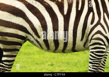 Ein Gefangener Grant-Zebra (lateinisch: Bohmi Equus Burchelli) Fota Wildlife Park, Cobh, Co Cork, Irland Rep. Stockfoto