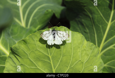 Ein schwarz geäderten weißer Schmetterling (lateinischer Name: Aporia Crataegi) auf ein Kohlblatt. Stockfoto