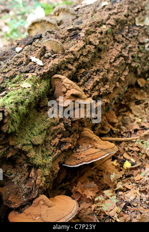 Südlichen Halterung Pilz Ganoderma Adspersum, Ganodermataceae. Auf gefallenen Birke. Stockfoto