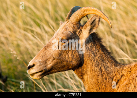 Detailansicht einer Bighorn Schafe in den Badlands Nationalpark in South Dakota. Stockfoto