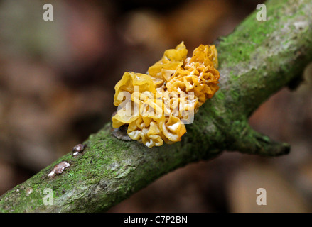 Gelbe Gehirn Pilz, Tremella Mesenterica, Tremellaceae Stockfoto