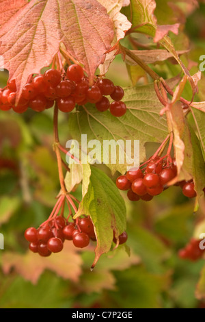 Guelder-Rose Beeren auf einem Ast zusammen mit bunten Herbstlaub. Stockfoto