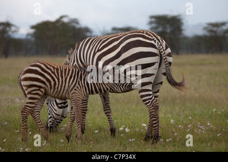 Burchell Zebra Kalb trinken daraus hat Mutter, Great Rift Valley, Lake-Nakuru-Nationalpark, Kenia, Afrika Stockfoto