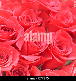 Schöne Reihe von frischen blühen rote Rosen mit Bokeh-Effekt Stockfoto