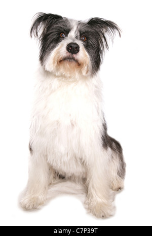 Bearded Collie einzigen Erwachsenen sitzen in einem Studio UK Stockfoto