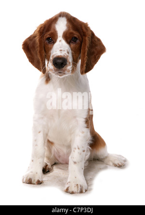Welsh Springer Spaniel einzelne Welpen sitzen in einem Studio UK Stockfoto