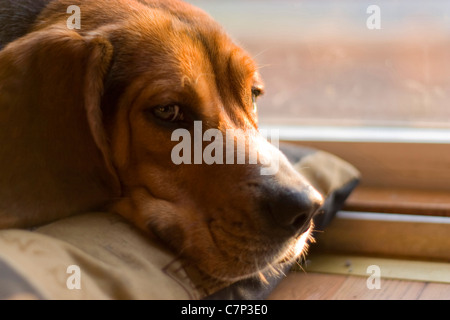 Ein verschlafenes Beagle Welpe ruht auf seinem Bett. Stockfoto