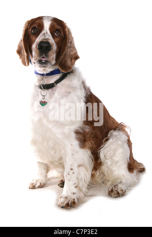 Welsh Springer Spaniel alleinstehende Erwachsene sitzen in einem Studio UK Stockfoto