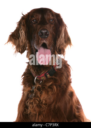 Irish Red Setter alleinstehende Erwachsene sitzen in einem Studio UK Stockfoto