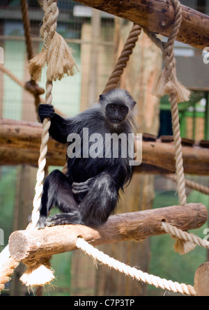 Western Black And White Colobus Affen Colobus Polykomos Polykomos Captive alleinstehende Erwachsene sitzen auf Seil schwingen Marwell Zoo, UK Stockfoto