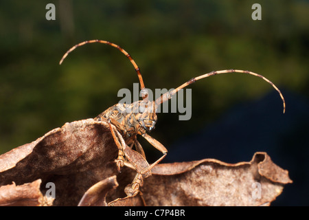 Wilde Käfer von Arten Pharsalus Subgemmata. Fotografiert in Mae Wong Nationalpark, Thailand. Stockfoto