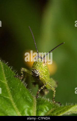 Kurz – gehörnte Grasshopper aus Thailand Familie Feldheuschrecken, Bestellung Orthopteren. Stockfoto