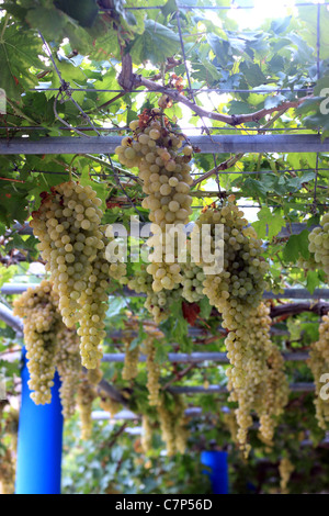 Die Trauben reifen Trauben am Rebstock Stockfoto