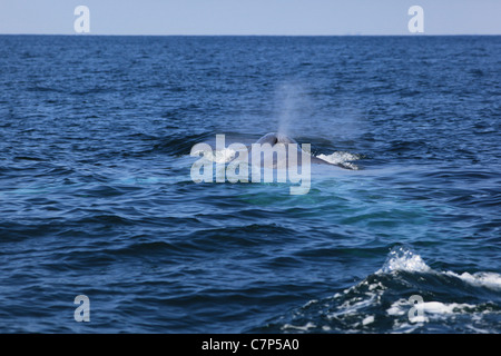 Der Schweif eines Blauwals tropft Wasser, nach dem Tauchen in Orange County, Kalifornien Stockfoto