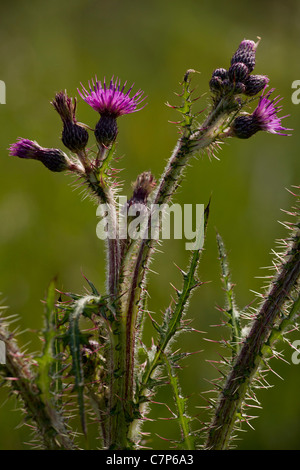 Marsh Distel Cirsium palustre Stockfoto