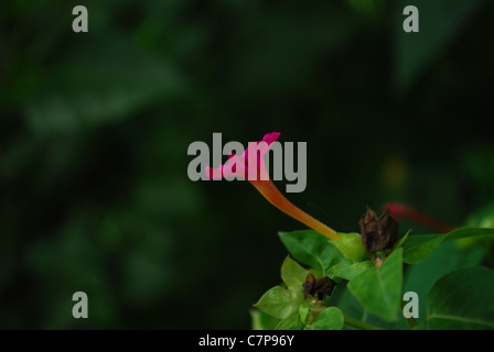 04:00 Stockfoto