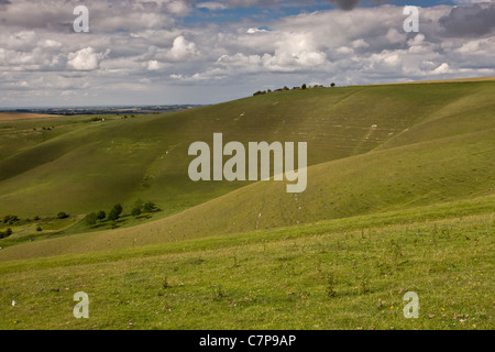 Steilen Süd-Kreide Downs am Pewsey Downs National Nature Reserve (NNR), Wiltshire Stockfoto