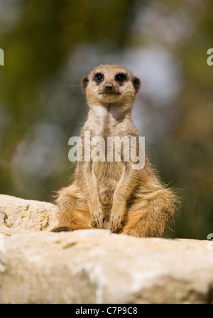 Schlank - Tailed Meerkat Suricata Suricatta Captive einzigen Erwachsenen sitzen auf einem Felsen Marwell Zoo, UK Stockfoto