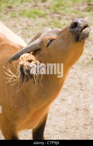 Kongo Buffalo Syncerus Caffer Nanus Single Gefangenschaft Erwachsenen Sonnenbaden Marwell zoo Stockfoto