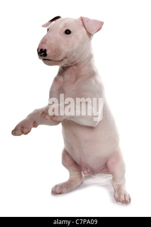 English bull Terrier einzelne Welpen in einem Studio UK Stockfoto