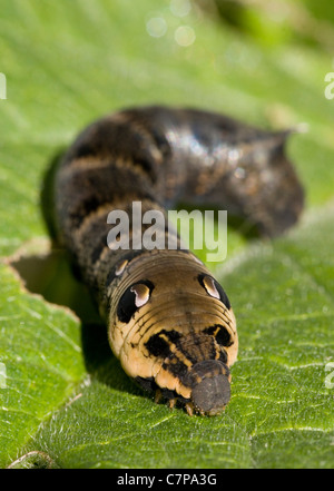 Elephant Hawk-Moth Raupe Deilephila Elpenor Larve auf einem Blatt UK Stockfoto