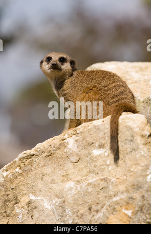 Schlank - Tailed Meerkat Suricata Suricatta Captive alleinstehenden ruht auf einem Felsen Marwell Zoo, UK Stockfoto