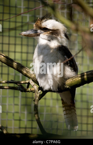 Lachende Kookaburra Dacelo Novaeguineae gefangen Alleinstehenden in einem Käfig Marwell Zoo, UK Stockfoto