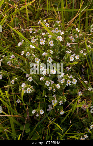 Gemeinsamen Augentrost, Euphrasia Nemorosa in Blüte, Kalkstein Grünland, Dorset.: Diffusor Stockfoto